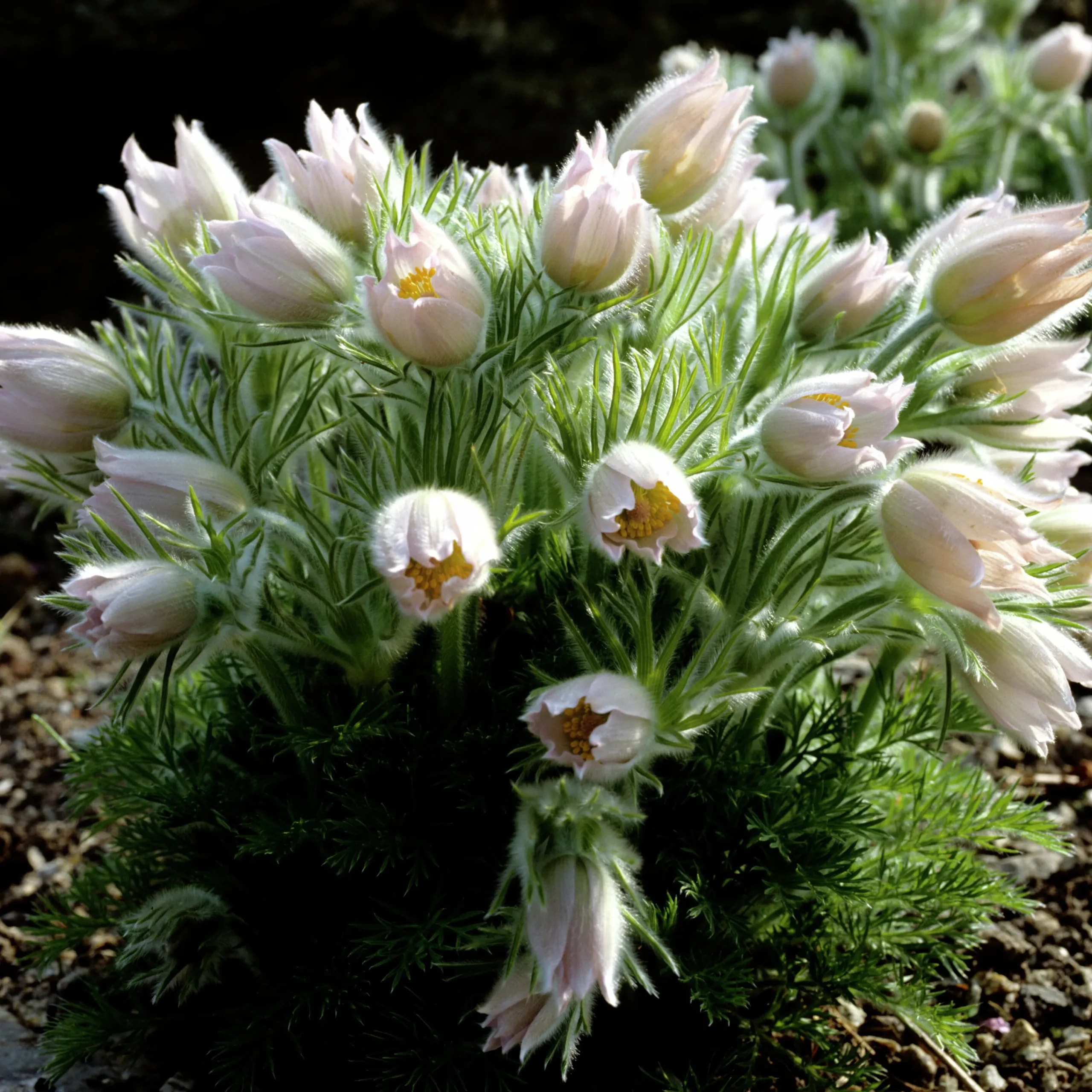 Backsippa 'Alba'>Omnia garden Online