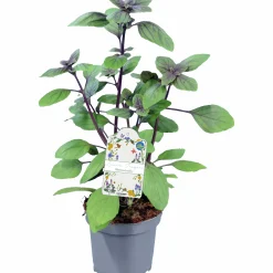 Basilika lat. Ocimum basilicum 'Magic Mountain'>Mäster Grön Sale