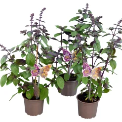 Basilika lat. Ocimum basilicum 'Magic Mountain'><noscript><img width=