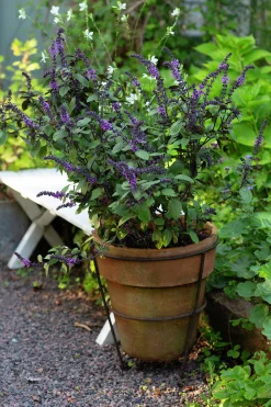 Basilika lat. Ocimum basilicum 'Magic Mountain'><noscript><img width=