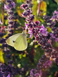 Basilika lat. Ocimum basilicum 'Magic Mountain'><noscript><img width=