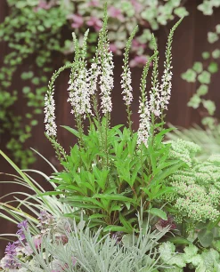 Bäcklysing 'Autumn Snow'>Omnia garden Discount