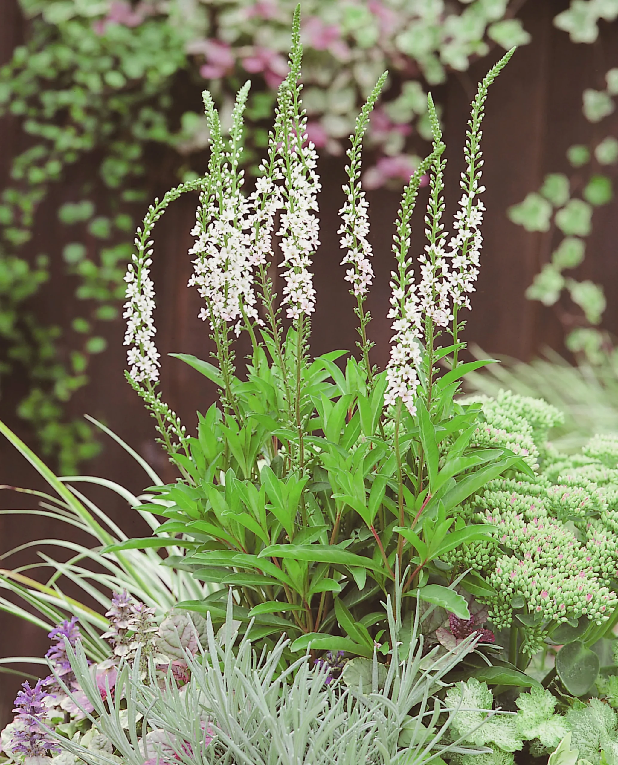 Bäcklysing 'Autumn Snow'>Omnia garden Discount