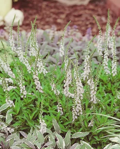 Bäcklysing 'Autumn Snow'>Omnia garden Discount