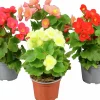 Begonia Belove i 12cm kruka>Mäster Grön