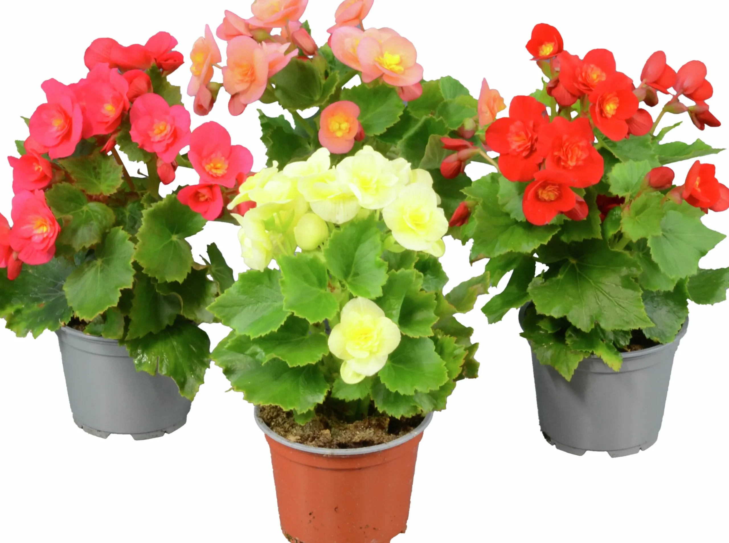 Begonia Belove i 12cm kruka>Mäster Grön