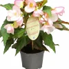 Begonia Florencio Appleblossom 12cm>Mäster Grön Discount