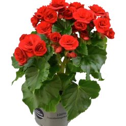 Begonia lat. Begonia x hiemalis 'Baladin' Röd>Mäster Grön Outlet