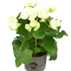 Begonia lat. Begonia x hiemalis Vit>Mäster Grön Discount