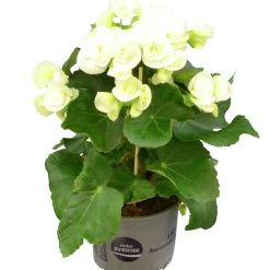 Begonia lat. Begonia x hiemalis Vit>Mäster Grön Discount