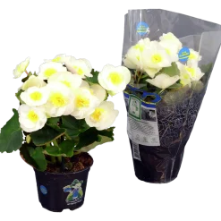Begonia lat. Begonia x hiemalis Vit>Mäster Grön Discount