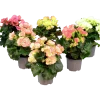 Begonia lat. Begonia x hiemalis Big Flower Serien>Mäster Grön Hot