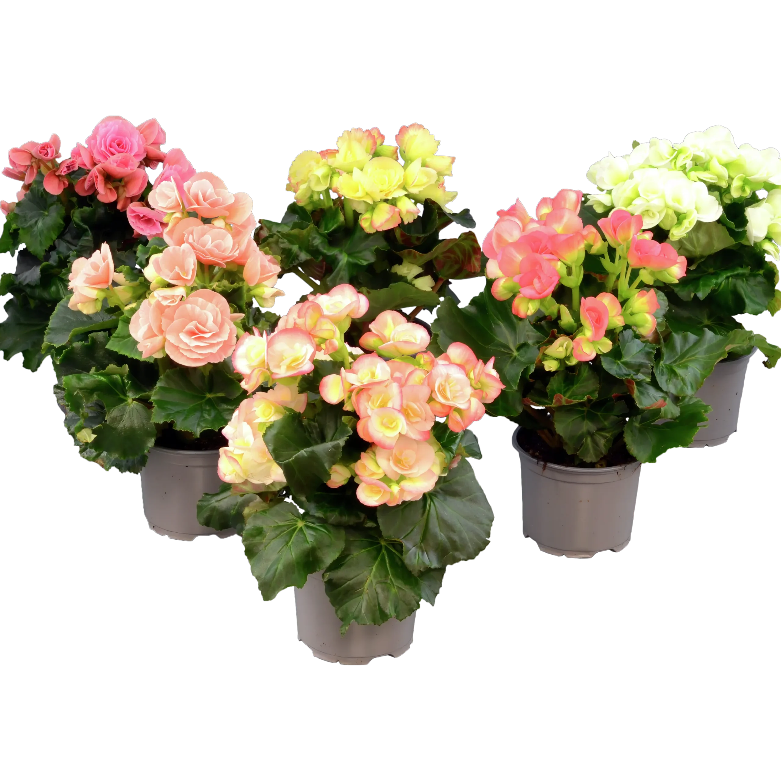 Begonia lat. Begonia x hiemalis Big Flower Serien>Mäster Grön Hot