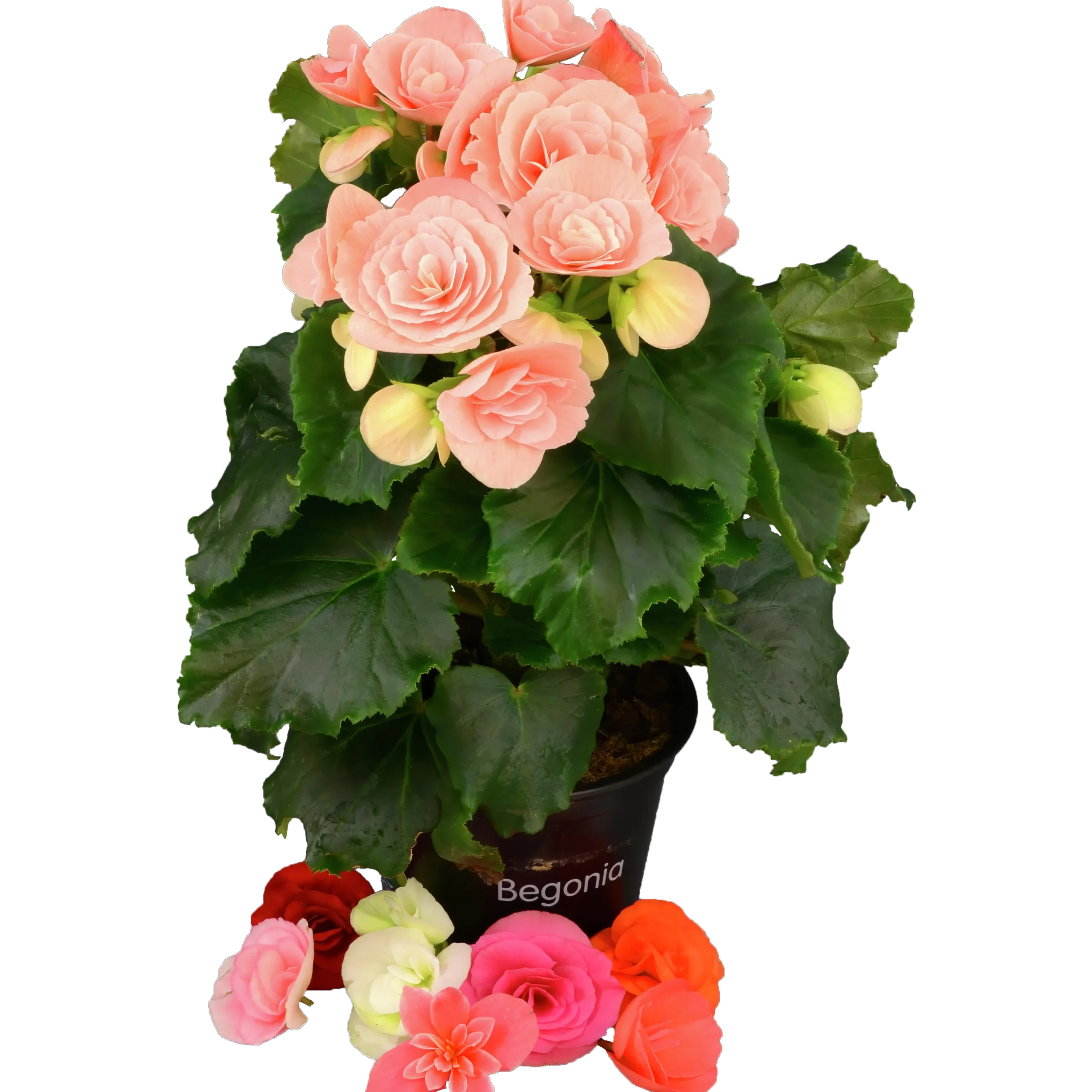 Begonia lat. Begonia x hiemalis Big Flower Serien>Mäster Grön Hot