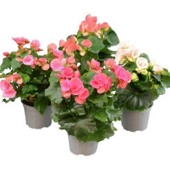 Begonia lat. Begonia x hiemalis Big Flower Serien><noscript><img width=