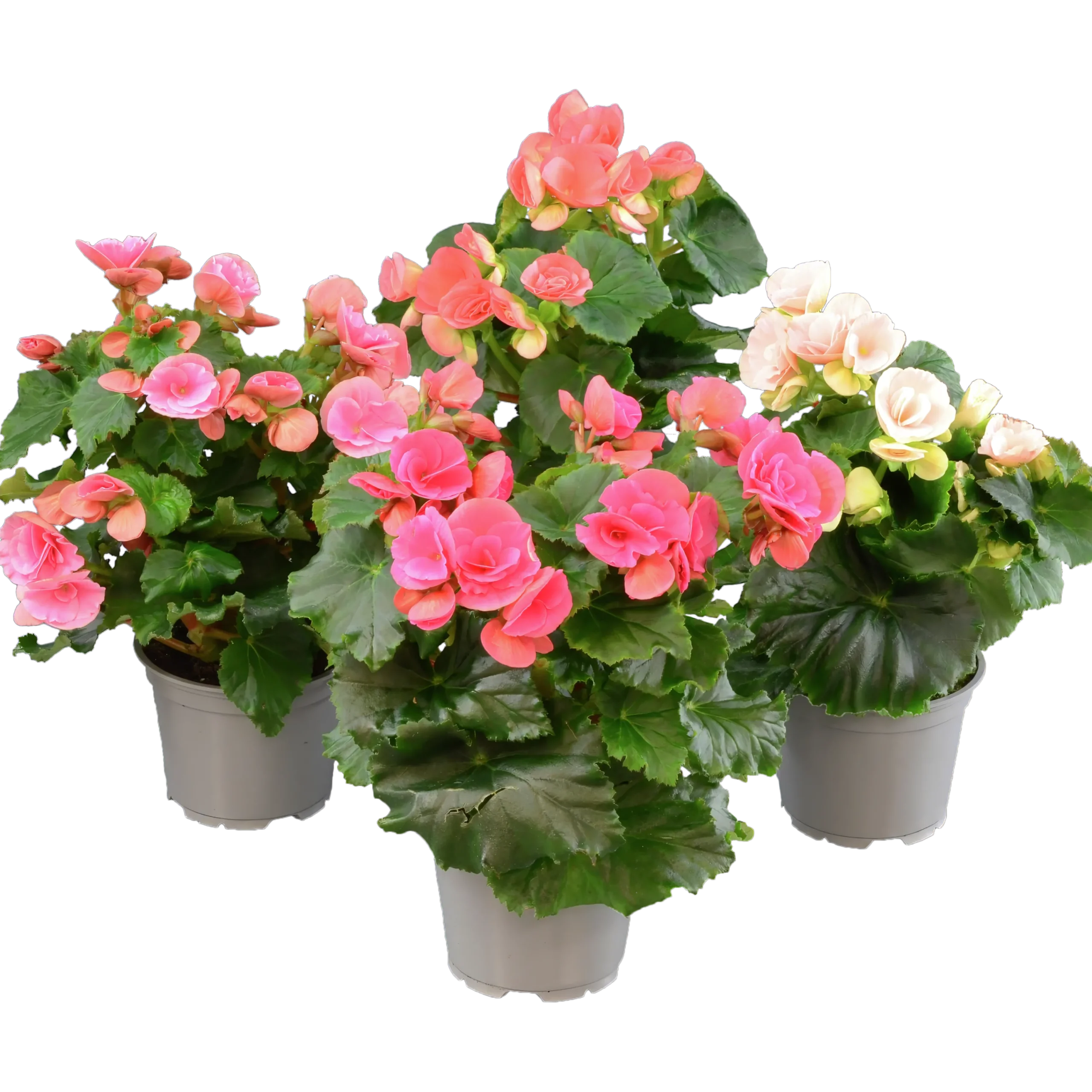 Begonia lat. Begonia x hiemalis Big Flower Serien>Mäster Grön Hot