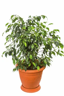 Benjaminfikus lat. Ficus benjamina 'Danielle'>Mäster Grön Discount