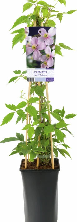 Bergklematis Montana 'Rubens'>Omnia garden Best