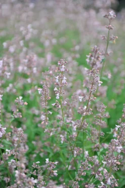 Bergnepeta' Amelia'>Omnia garden Discount