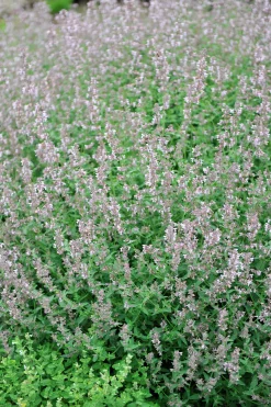 Bergnepeta' Amelia'><noscript><img width=