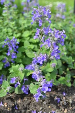 Bergnepeta 'Linghem'>Omnia garden Clearance