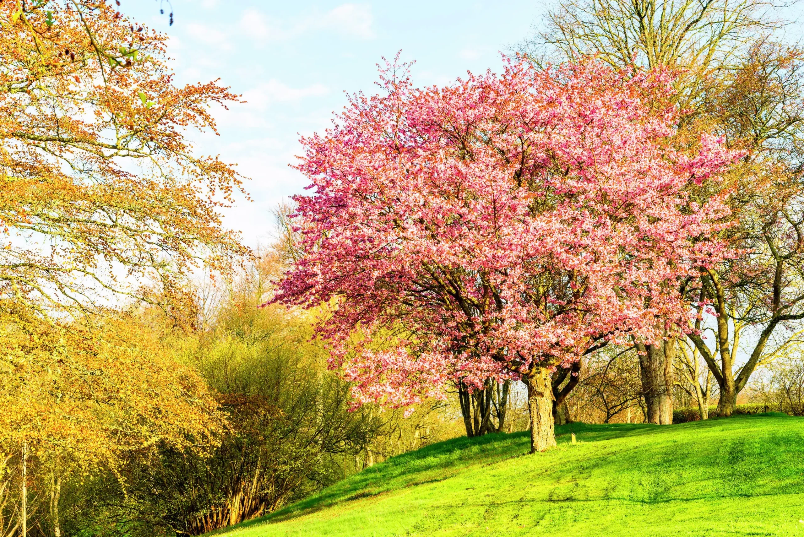 Bergskörsbär Goliath Högstam Barrotad>Omnia garden Best