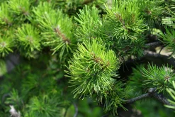 Bergtall Låg 'Mugo' Krukodlad>Omnia garden New