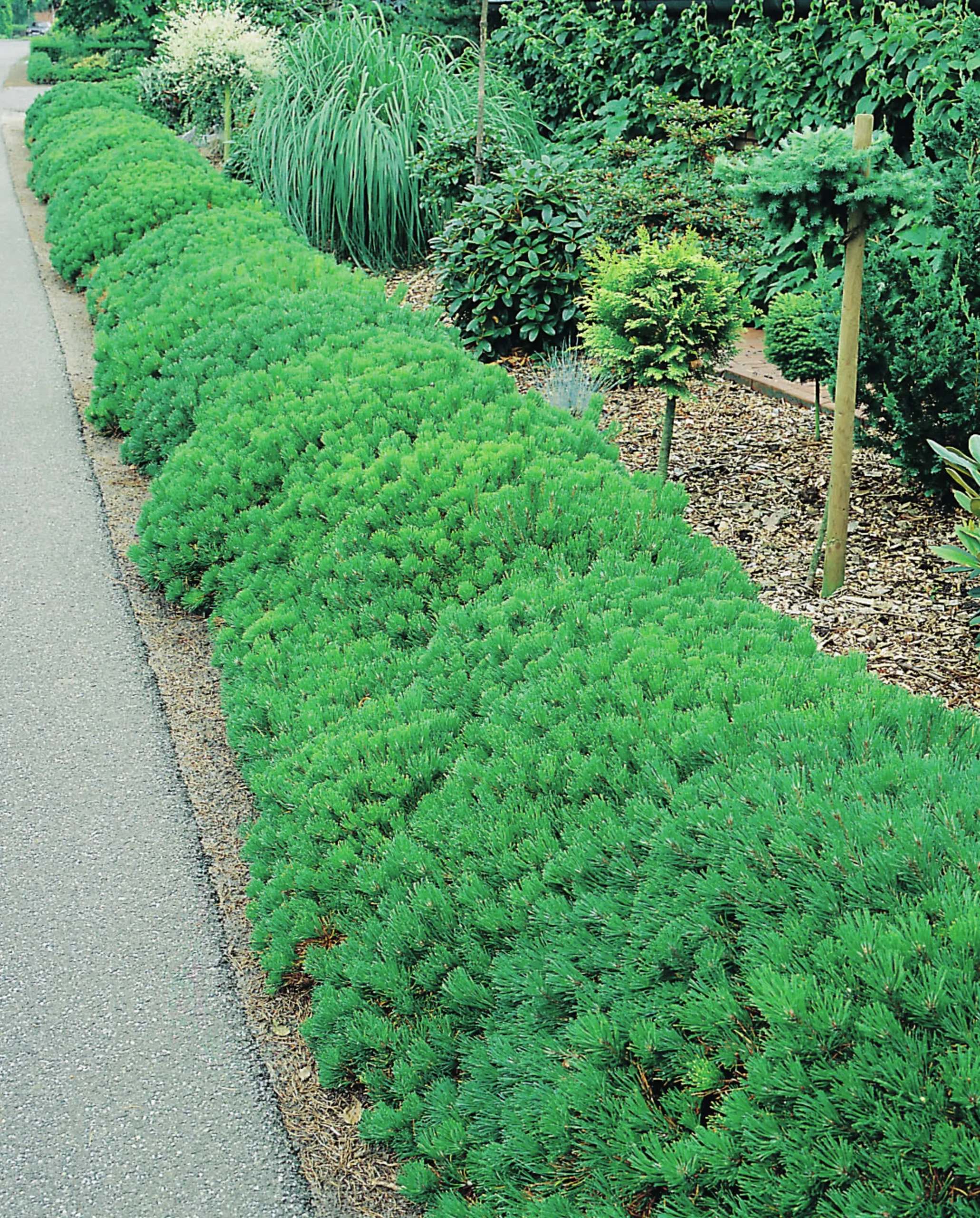 Bergtall Liten 'Pumilio' Krukodlad>Omnia garden Clearance