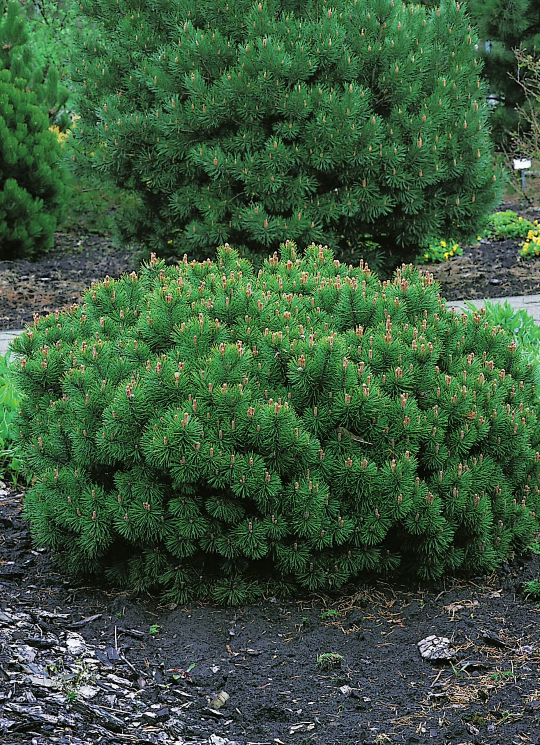 Bergtall Liten 'Pumilio' Krukodlad>Omnia garden Clearance