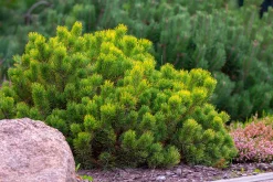 Bergtall Liten 'Pumilio' Krukodlad><noscript><img width=