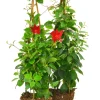 Bägarranka lat. Mandevilla sanderi Pyramid 70cm>Mäster Grön New