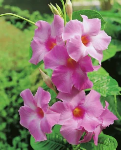 Bägarranka lat. Mandevilla sanderi Pyramid 70cm>Mäster Grön New