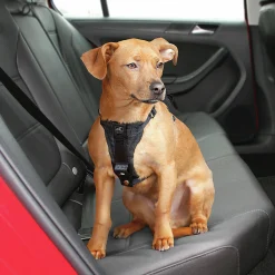 Biee Hund Tru-Fit><noscript><img width=
