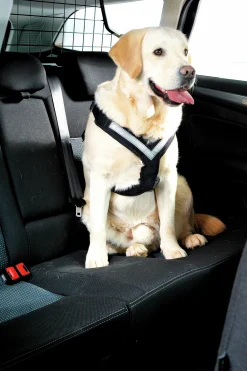 Biee Hund Aafe>MIMSafe Online