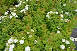 Björkspirea Barrotad><noscript><img width=