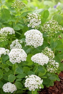 Björkspirea Barrotad><noscript><img width=