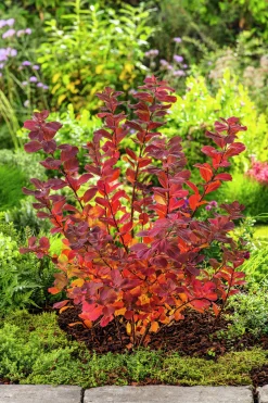 Björkspirea 'Tor' Certifierad Krukodlad>Omnia garden Discount