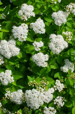 Björkspirea 'Tor' Certifierad Krukodlad><noscript><img width=