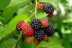 Björnbär 'Loch Tay'>Omnia garden Best