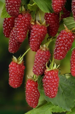 Björnbärshallon Tayberry>Omnia garden Outlet