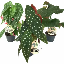 Bladbegonia Mix i 12cm kruka>Danblumen Sale