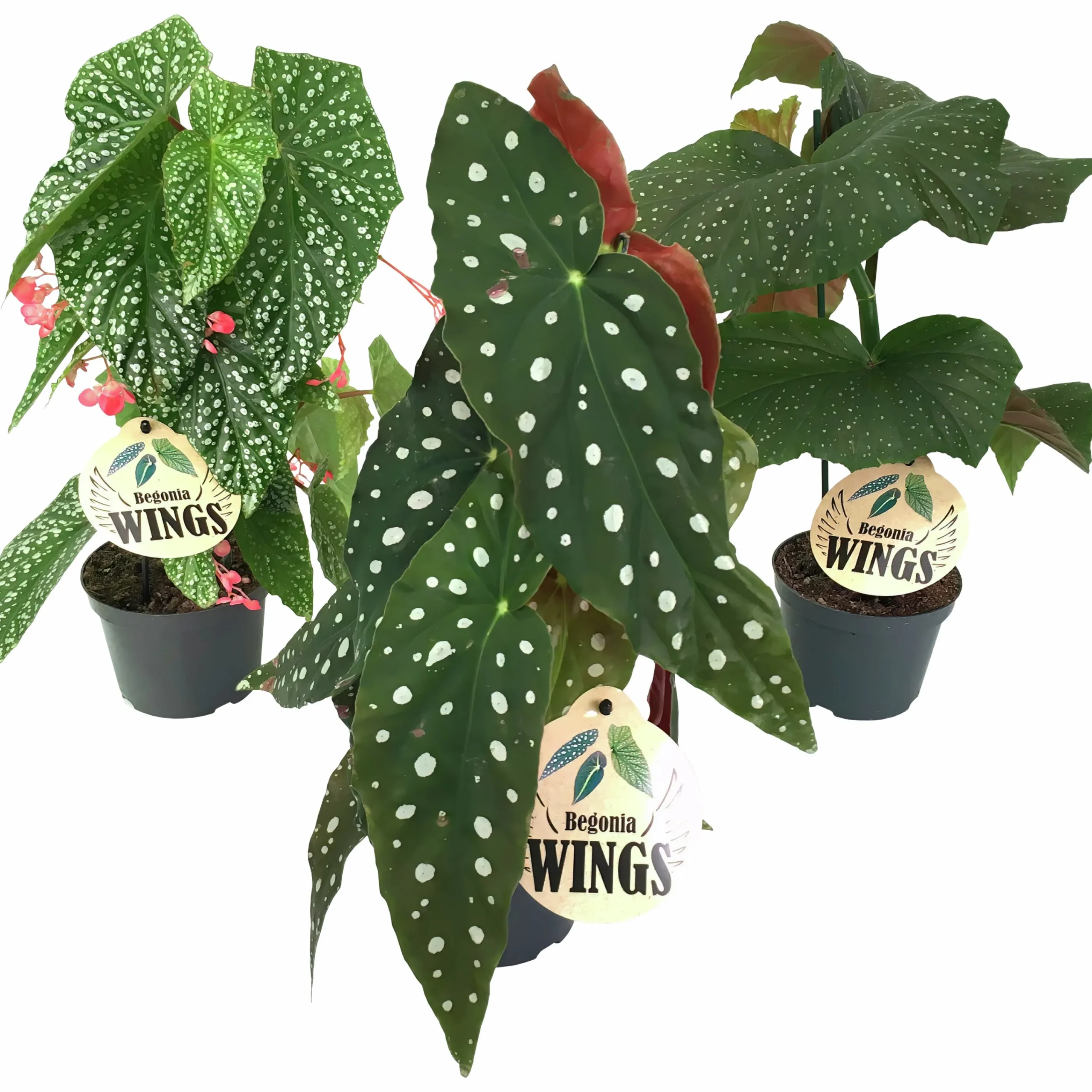 Bladbegonia Mix i 12cm kruka>Danblumen Sale