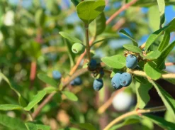 Blåbärstry 'Anja' Certifierad Krukodlad>Omnia garden