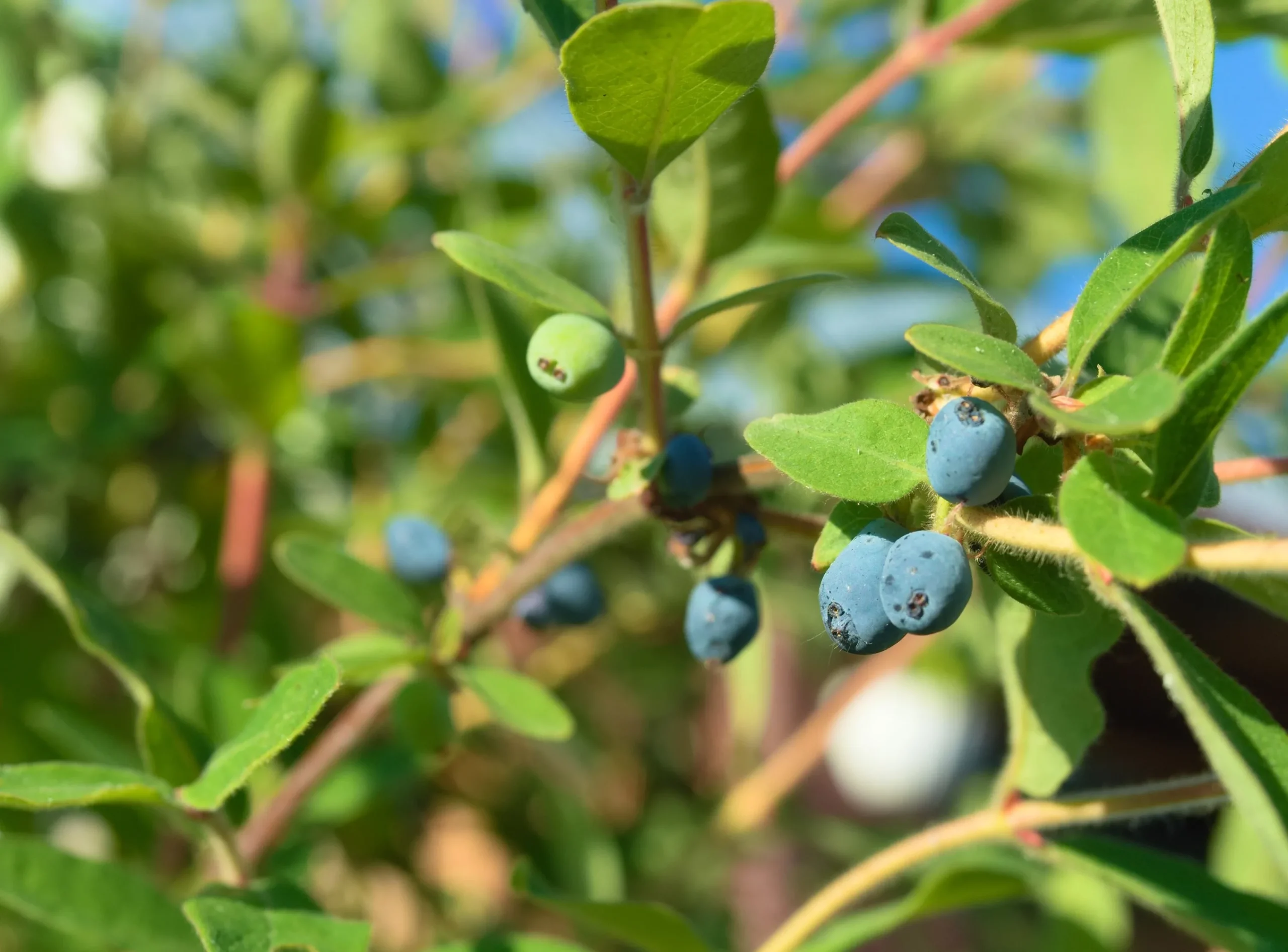 Blåbärstry 'Anja' Certifierad Krukodlad>Omnia garden