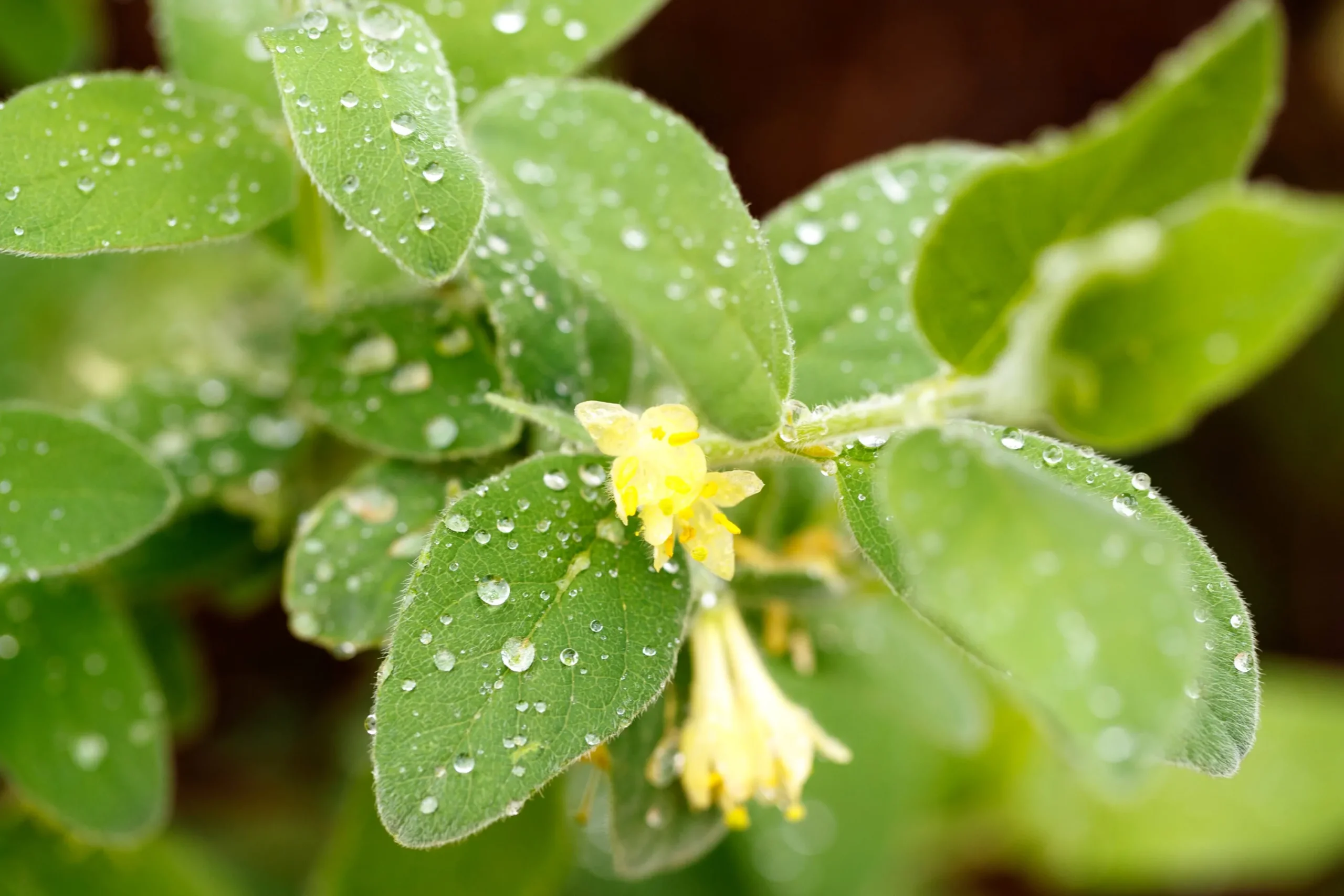 Blåbärstry 'Anja' Certifierad Krukodlad>Omnia garden