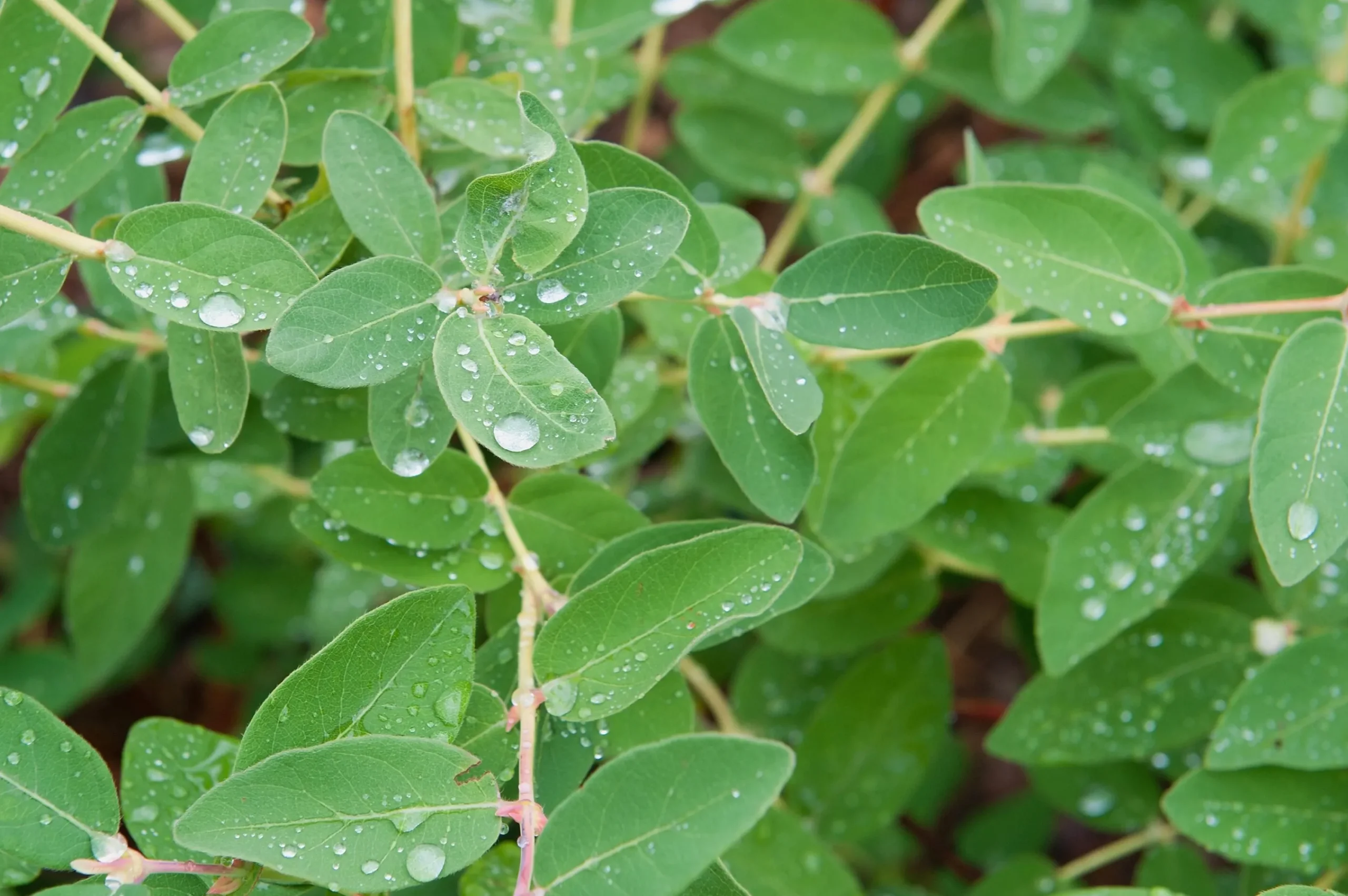 Blåbärstry 'Anja' Certifierad Krukodlad>Omnia garden