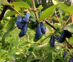 Blåbärstry 'Aurora'>Omnia garden Sale
