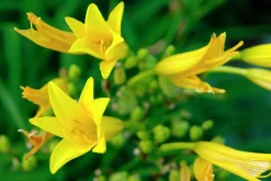 Blek Daglilja>Omnia garden Discount