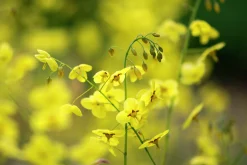 Blek sockblomma 'Sulphureum'><noscript><img width=