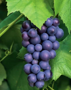 Blå Frilandsdruva ’Boskoop Glory’>Omnia garden Best